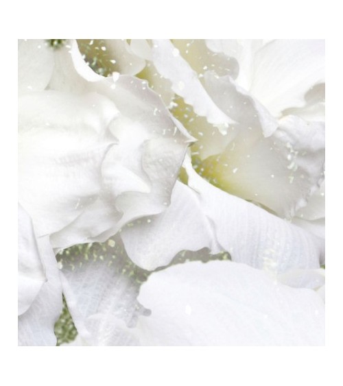 Tapete Iceflor INKIOSTRO BIANCO | BHOME