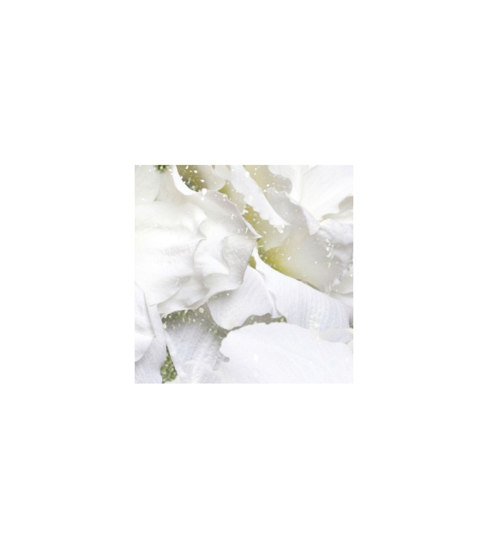 Papel pintado Iceflor INKIOSTRO BIANCO | BHOME