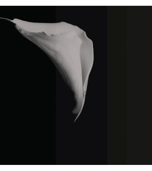 Meta Title: Carta da parati “Calla” – TONIN CASA | BHOME by Arredi Barbàra.