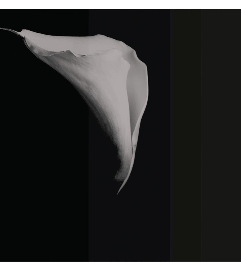 Papel pintado “Calla” – TONIN CASA | BHOME by Arredi Barbàra