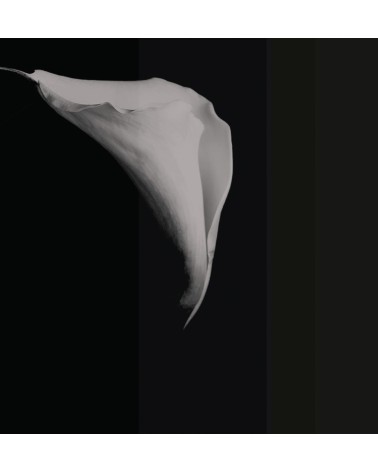 Tapete “Calla” – TONIN CASA | BHOME by Arredi Barbàra