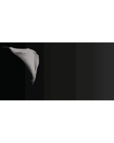 Papel pintado “Calla” – TONIN CASA | BHOME by Arredi Barbàra