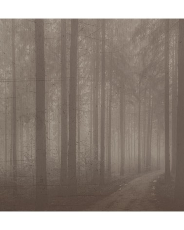 Papel pintado “Night Forest” – TONIN CASA